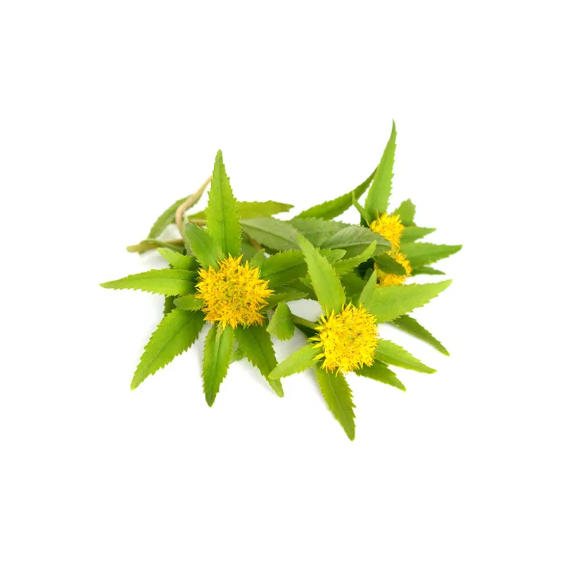 Rhodiola Rosea
